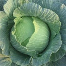 大包菜