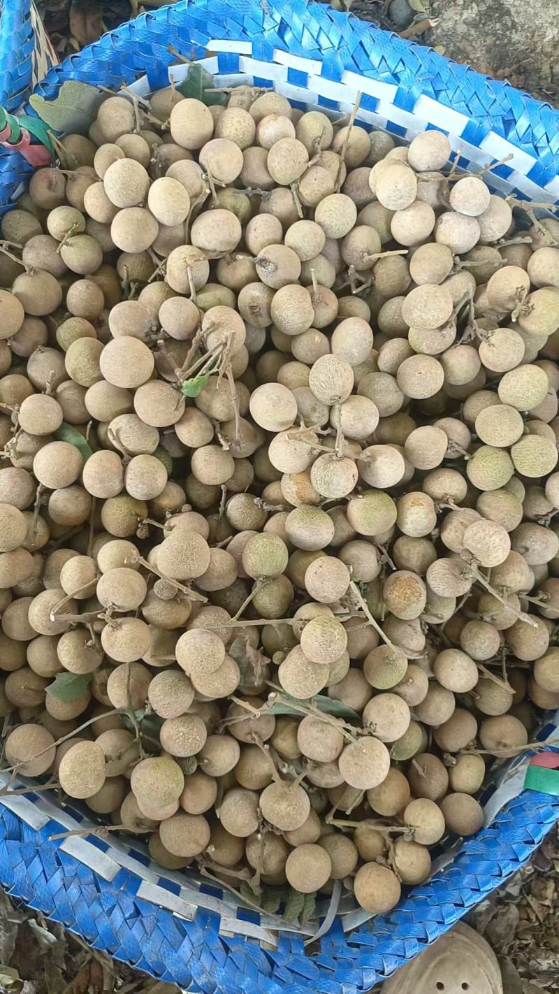 广西储良龙眼干，桂圆干，厂家直销果肉饱满价格优欢迎联系