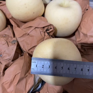 黄金维纳斯