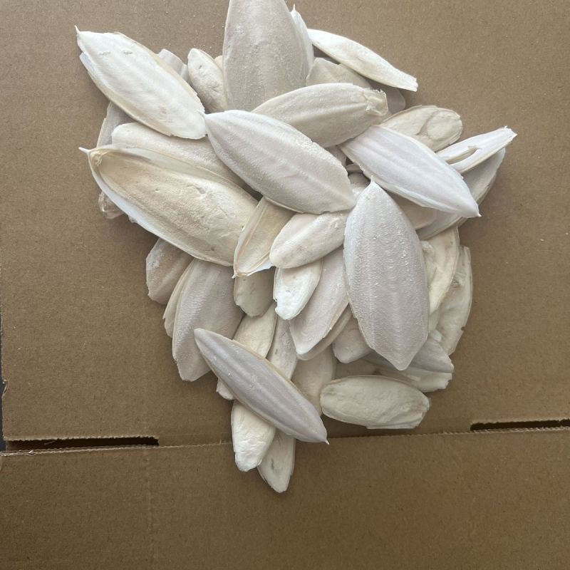 海螵蛸中药材精选好货一手货源诚信经营中药材