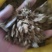 菜籽饼