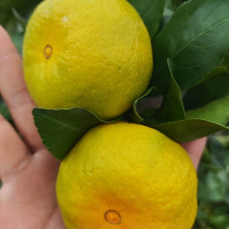 蜜橘