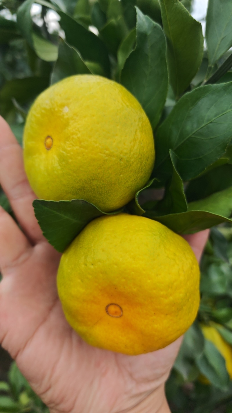 蜜橘