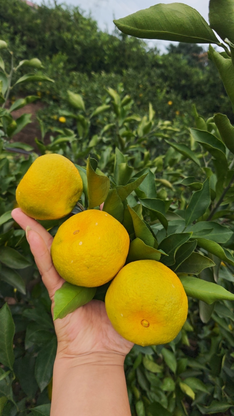 蜜橘