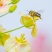 白花蜜。保真