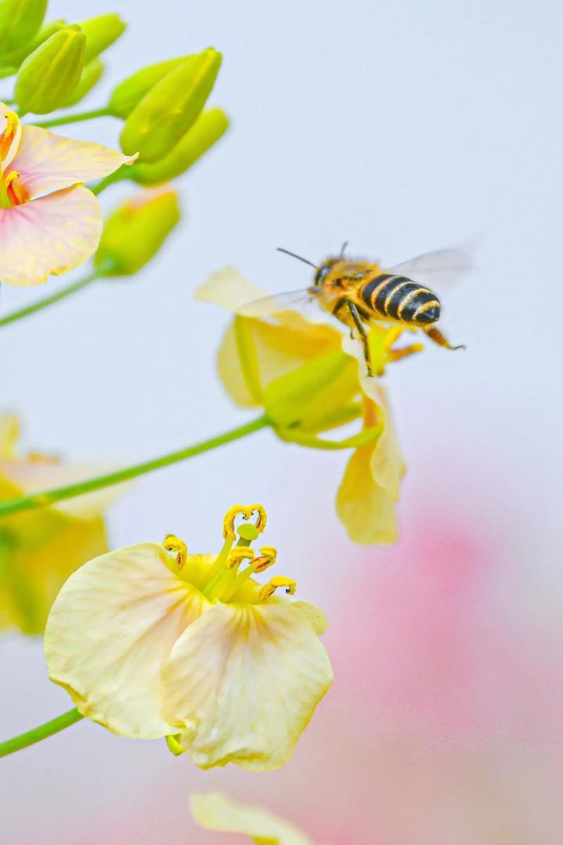 白花蜜。保真