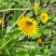 白花蜜。保真