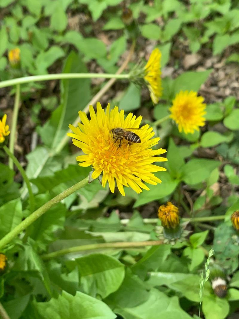 白花蜜。保真
