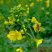 白花蜜。保真