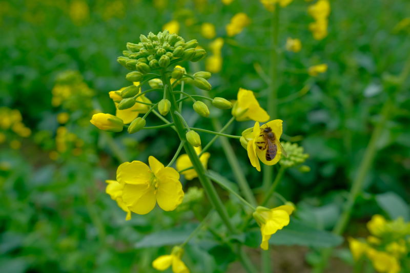 白花蜜。保真