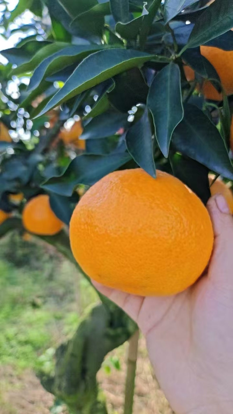 爱媛果冻橙