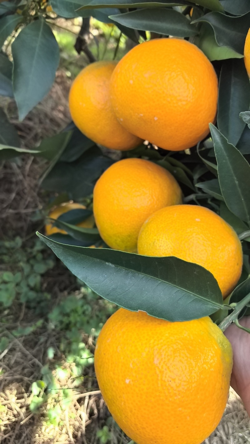 爱媛果冻橙