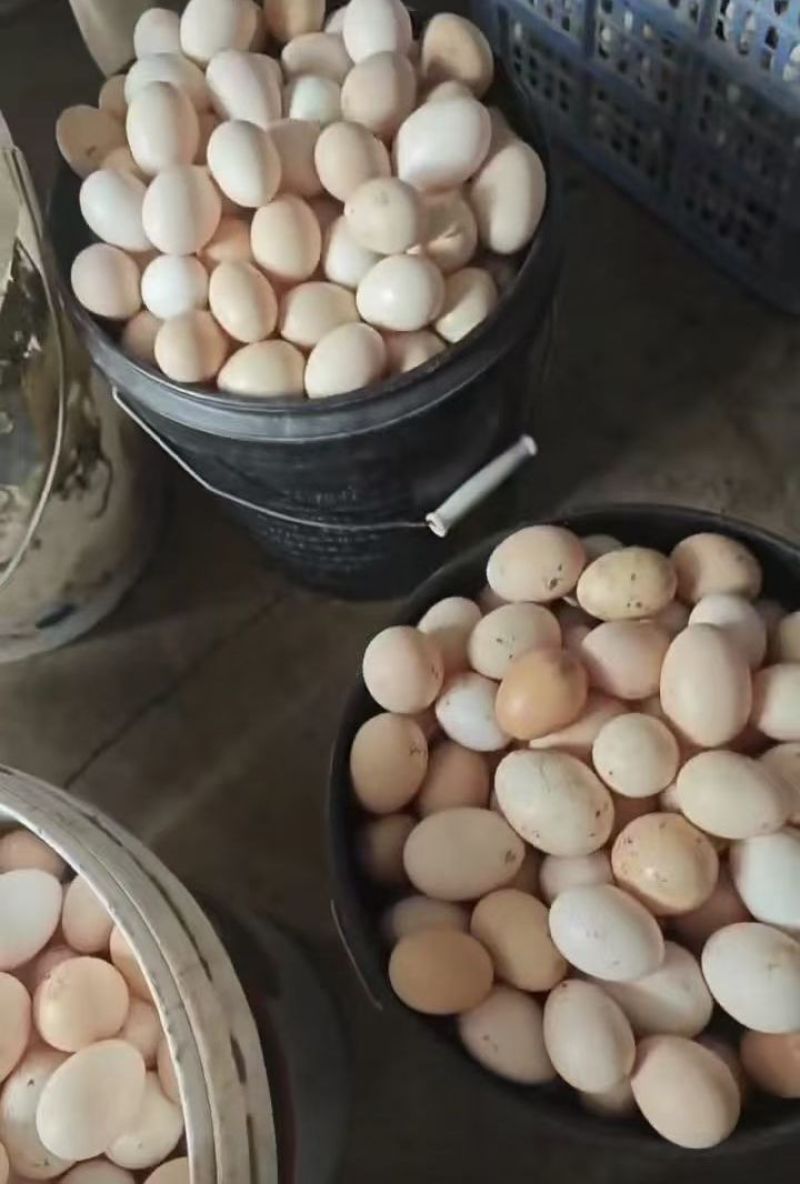 新鲜土鸡蛋。需要的可以咨询