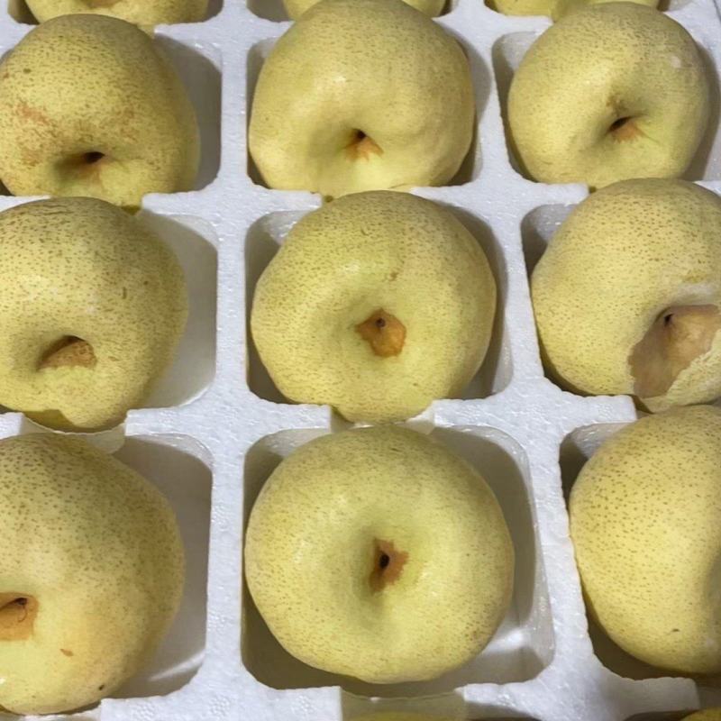 砀山酥梨