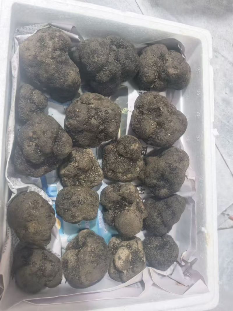 云南黑松露，又称云南黑松露菌，是云南省特有的珍贵食用菌种