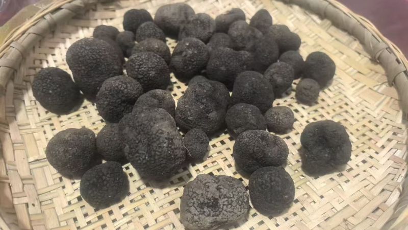 云南黑松露，又称云南黑松露菌，是云南省特有的珍贵食用菌种