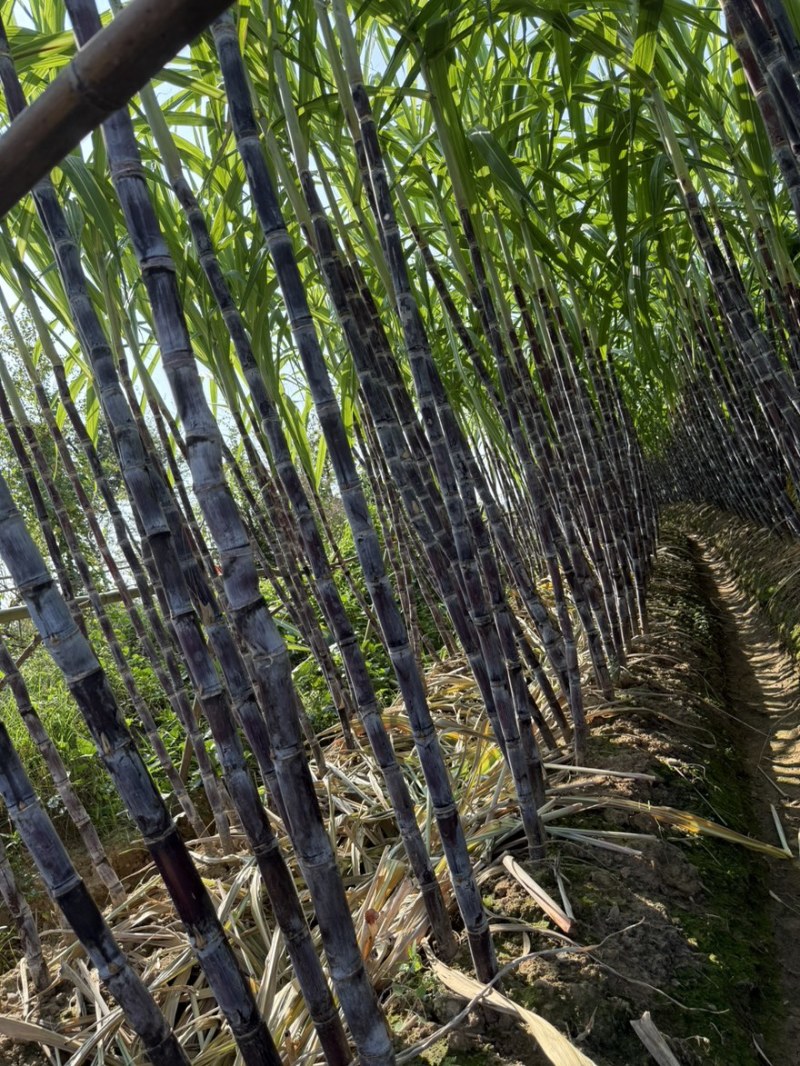正宗黑皮甘蔗，皮薄汁多，产地直发电商平台欢迎订购