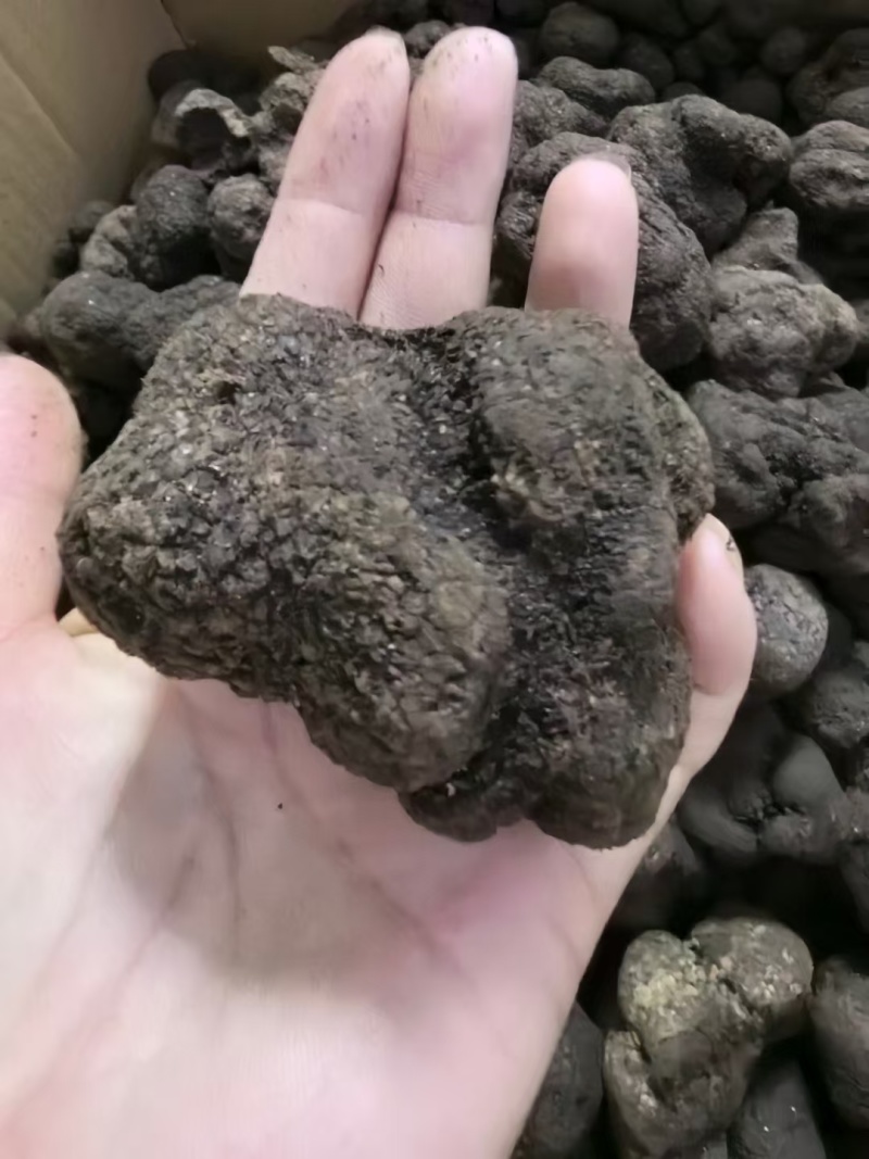 云南黑松露，又称云南黑松露菌，是云南省特有的珍贵食用菌种