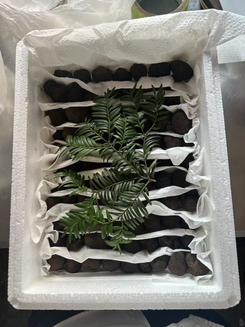 云南黑松露，又称云南黑松露菌，是云南省特有的珍贵食用菌种