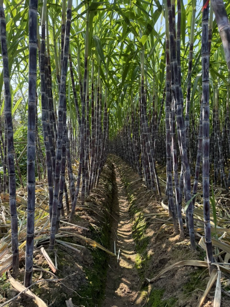 正宗黑皮甘蔗，皮薄汁多，产地直发电商平台欢迎订购