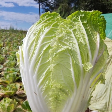 【推荐】黄心大白菜产地直发,实地看货诚信为本欢迎大家采购