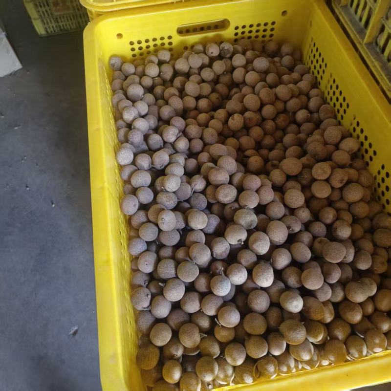 广西储良龙眼干，桂圆干粒大饱满壳薄肉厚，口感香醇欢迎选购