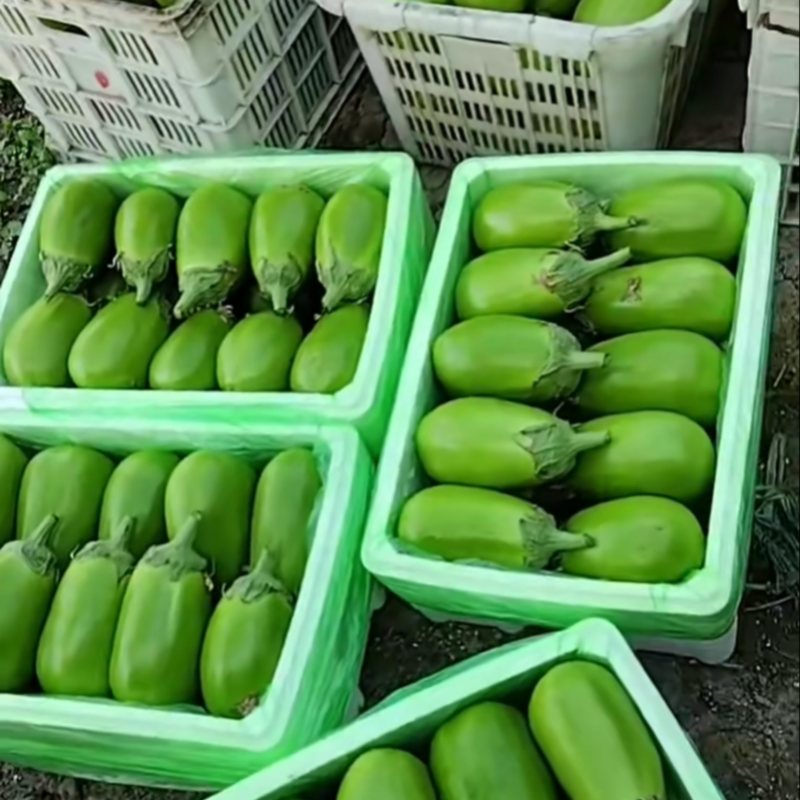 东北暖棚青茄子