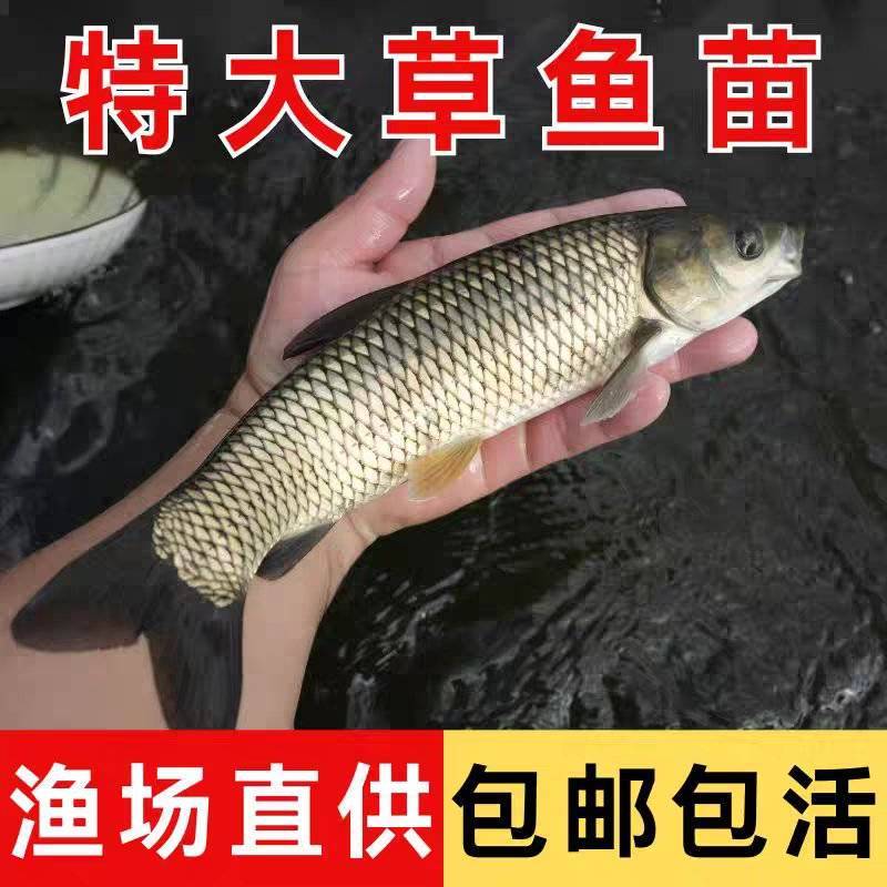 特大草鱼