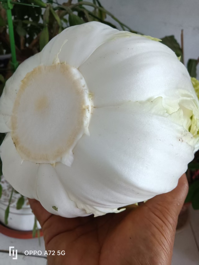 优质黄心大白菜，产地直发合作共赢，对接市场档口社区团购