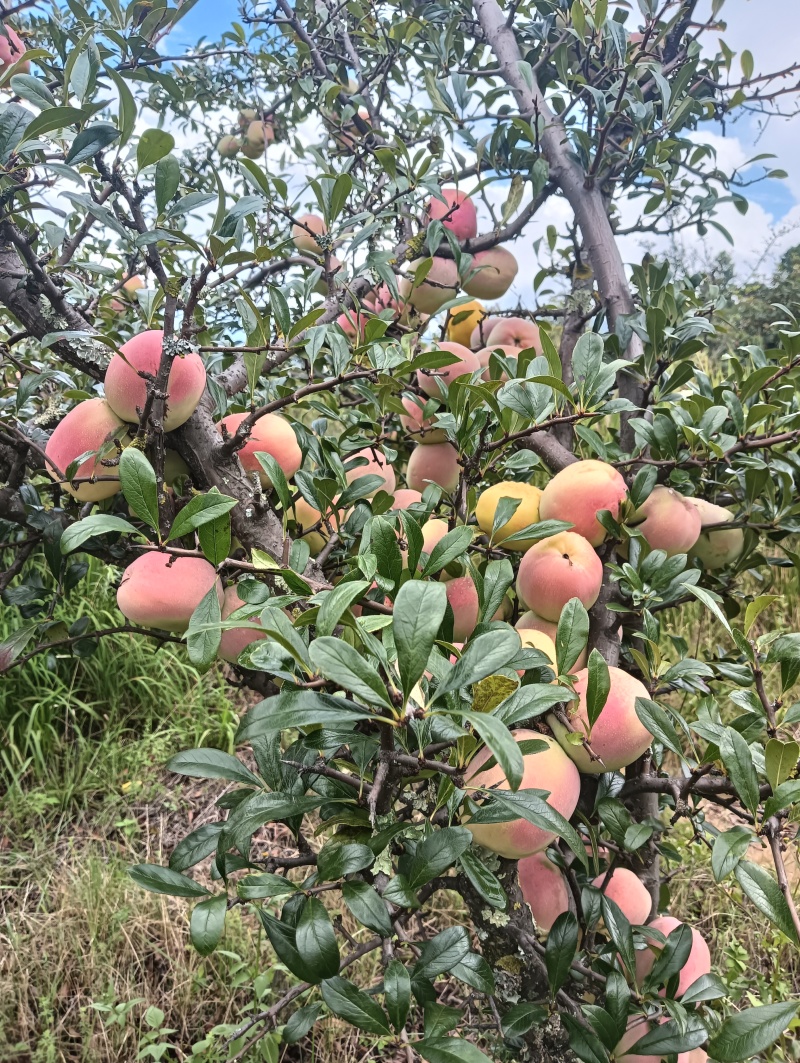 酸木瓜