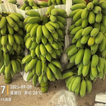 高州粉蕉,香蕉产地直供,专业代收购,代发货!
