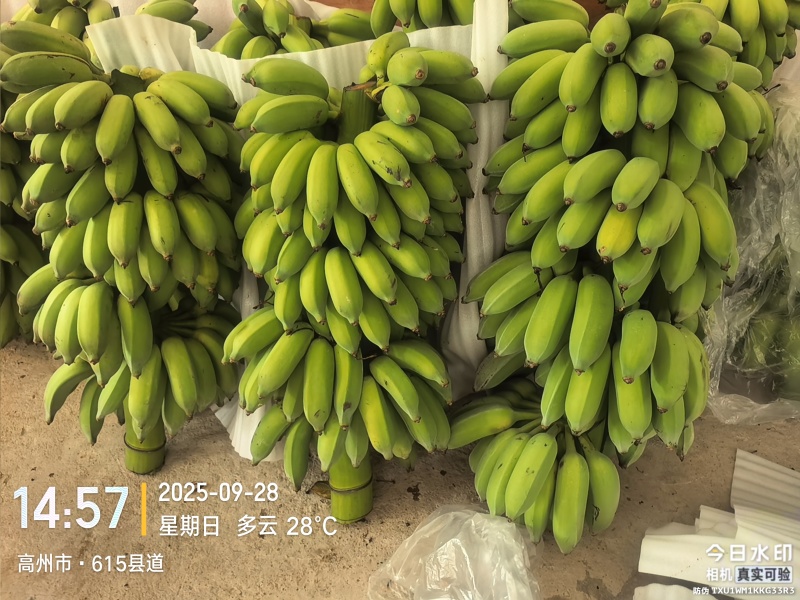 高州粉蕉，香蕉产地直供，专业代收购，代发货！