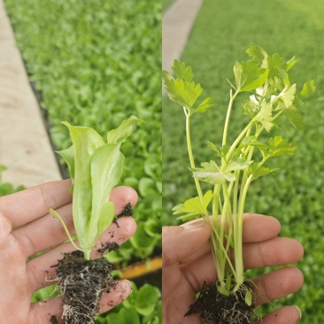 油麦菜，生菜苗，芹菜苗