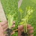油麦菜，生菜苗，芹菜苗