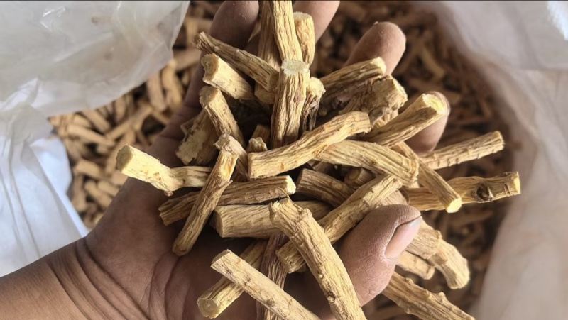 安徽优良防风种植基地直发药厂专供欢迎选购