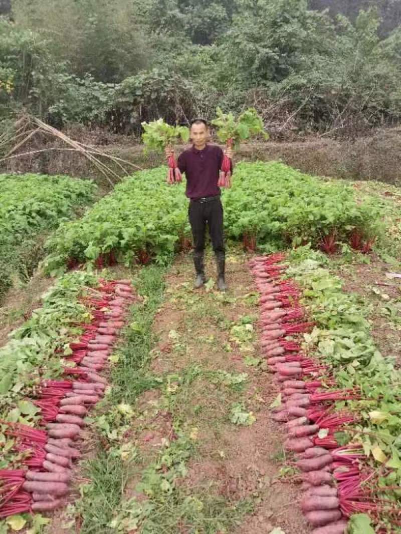 渝星红心萝卜种籽紫红皮红肉萝卜种子味略甜秋季腌制萝卜大田