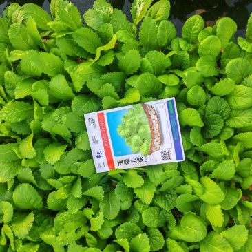 儿菜种苗蔬菜种苗