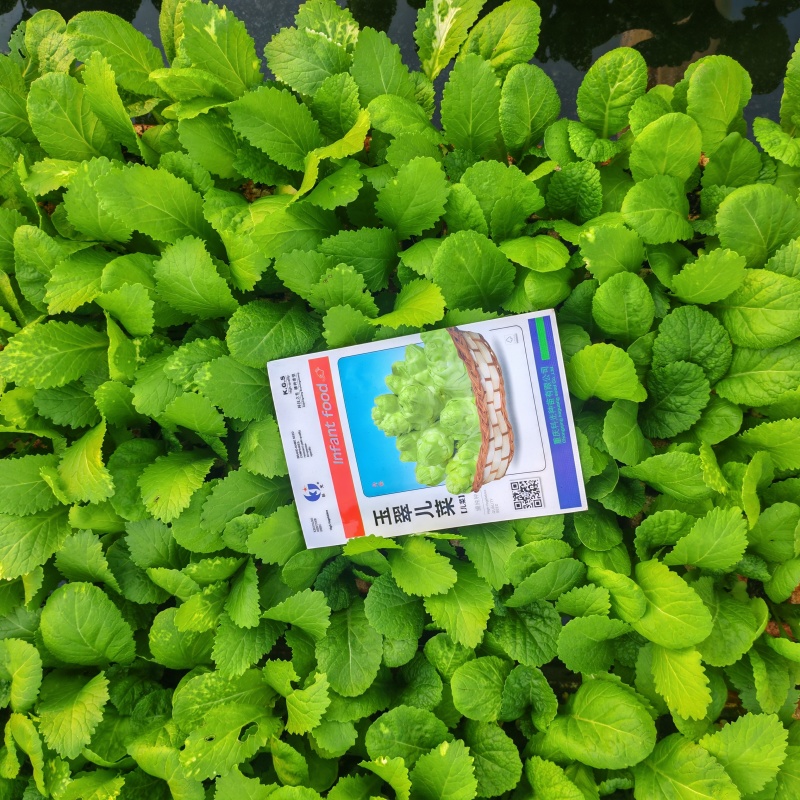 儿菜种苗蔬菜种苗