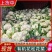 山东菜花/白面青梗（产地直供全国代发）欢迎来电