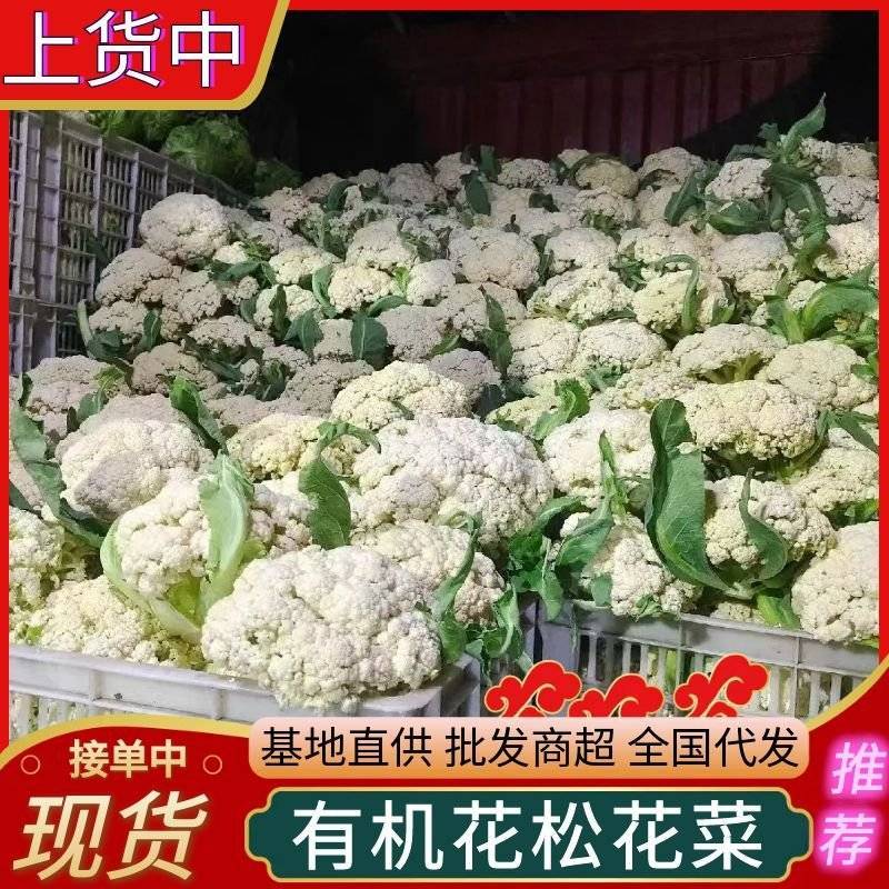 山东菜花/白面青梗（产地直供全国代发）欢迎来电