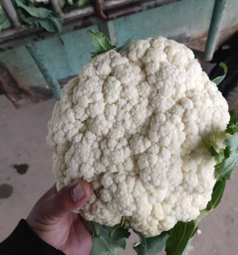 山东菜花/白面青梗（产地直供全国代发）欢迎来电