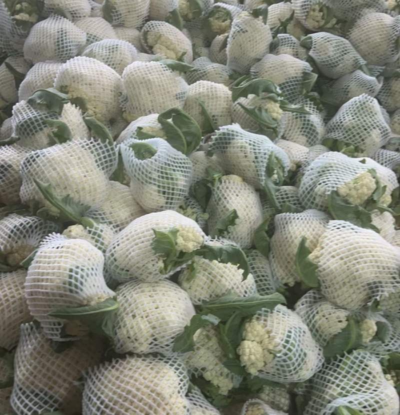 山东菜花/白面青梗（产地直供全国代发）欢迎来电