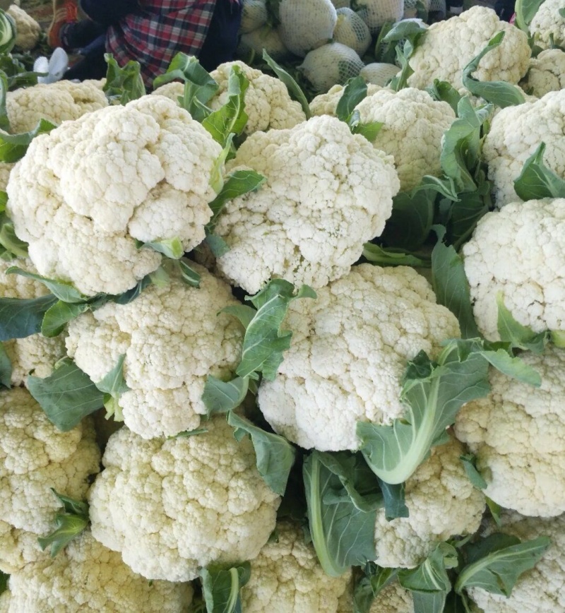 山东菜花/白面青梗（产地直供全国代发）欢迎来电
