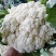 山东菜花/白面青梗（产地直供全国代发）欢迎来电