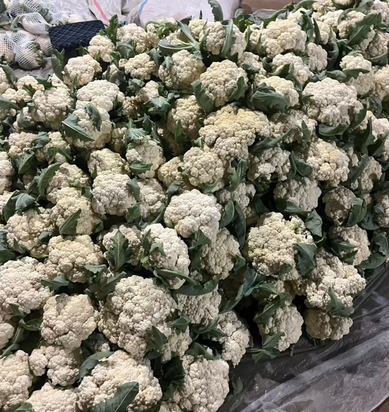 山东菜花/白面青梗（产地直供全国代发）欢迎来电