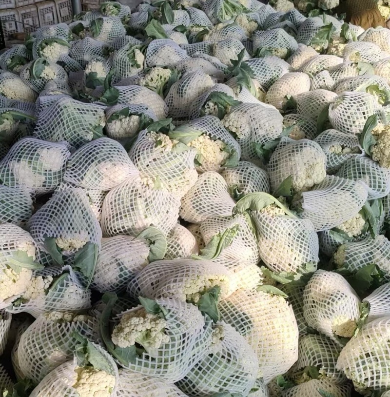 山东菜花/白面青梗（产地直供全国代发）欢迎来电