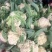 山东菜花/白面青梗（产地直供全国代发）欢迎来电