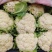 《松花菜》山东菜花/聊城基地直供/现货供应/可全国代发