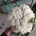 《松花菜》山东菜花/聊城基地直供/现货供应/可全国代发