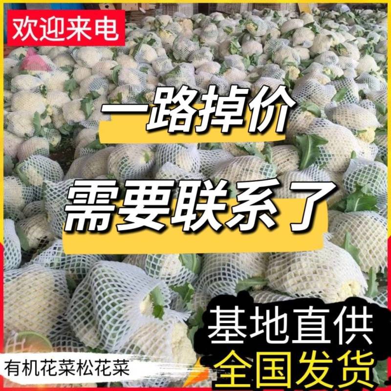 松花菜&白面青梗/产地大量现货供应中/全国发货/欢迎来电